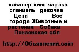  кавалер кинг чарльз спаниель -девочка › Цена ­ 45 000 - Все города Животные и растения » Собаки   . Пензенская обл.